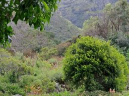 The mountain behind the botanical garden